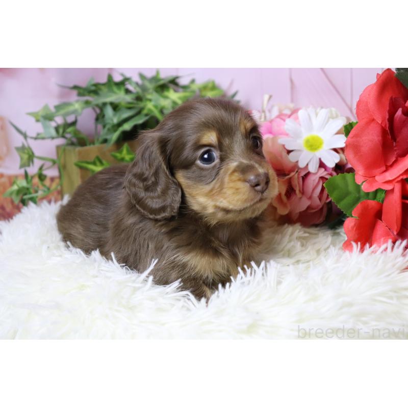 販売中の香川県のミニチュアダックスフンド(ロングヘアード)-452671の2枚目