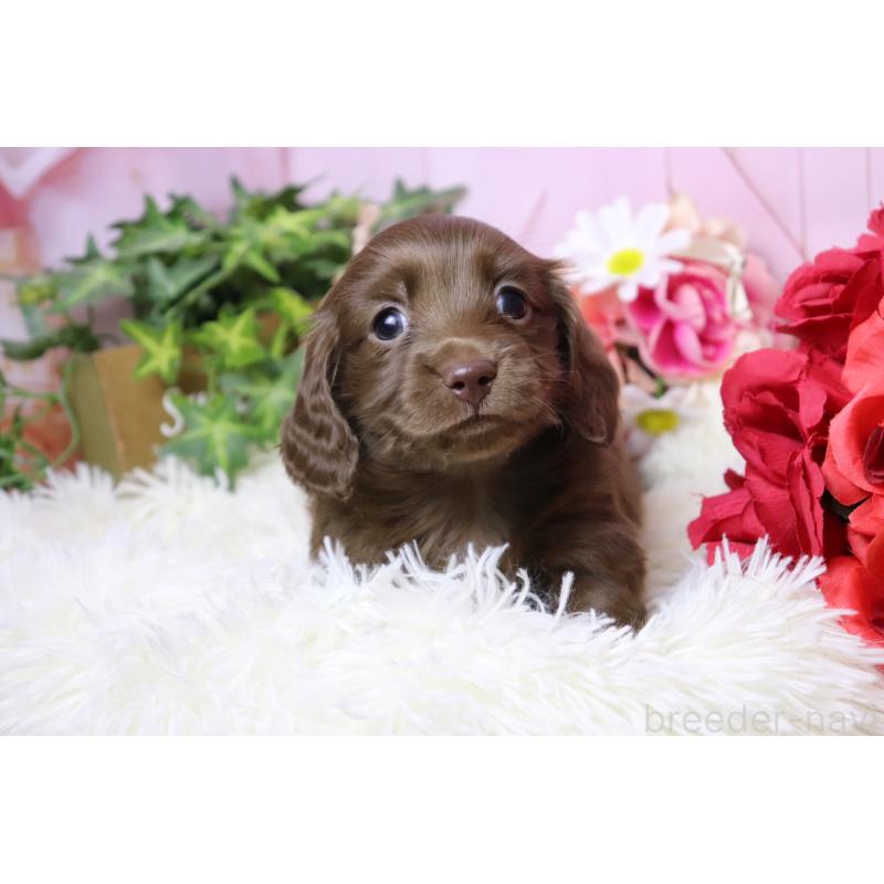 販売中の香川県のミニチュアダックスフンド(ロングヘアード)-452669の9枚目