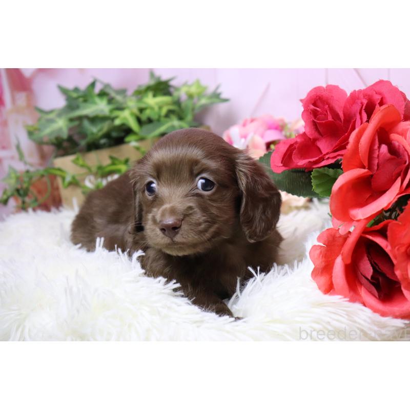 販売中の香川県のミニチュアダックスフンド(ロングヘアード)-452669の8枚目