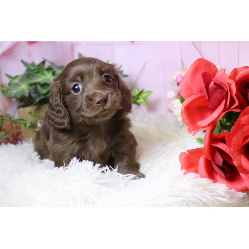 販売中の香川県のミニチュアダックスフンド(ロングヘアード)-452669の7枚目