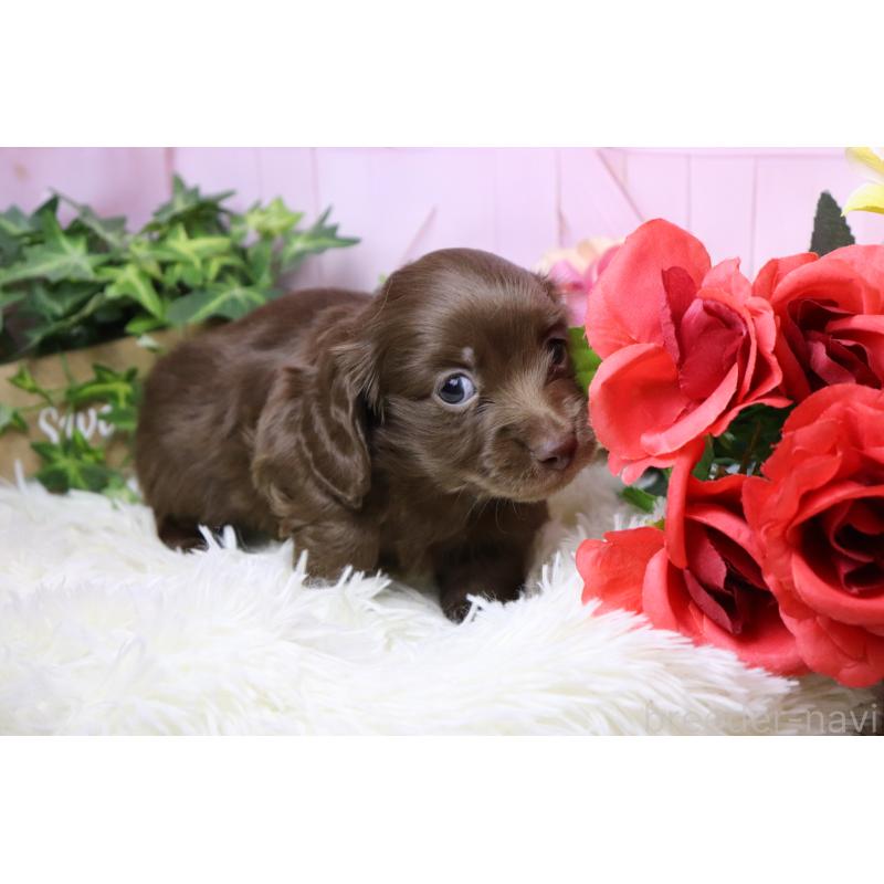 販売中の香川県のミニチュアダックスフンド(ロングヘアード)-452669の6枚目