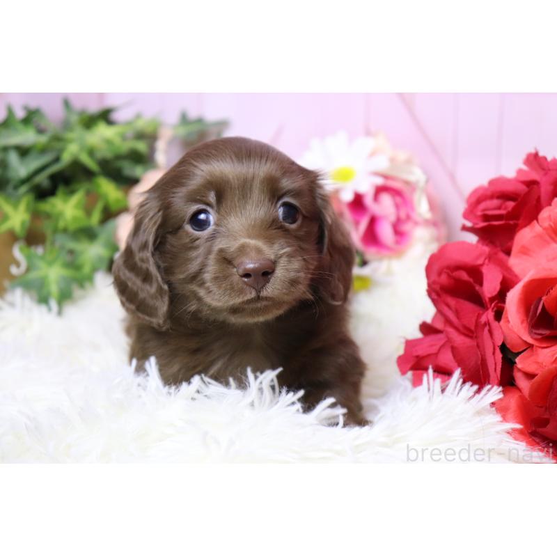 販売中の香川県のミニチュアダックスフンド(ロングヘアード)-452669の5枚目