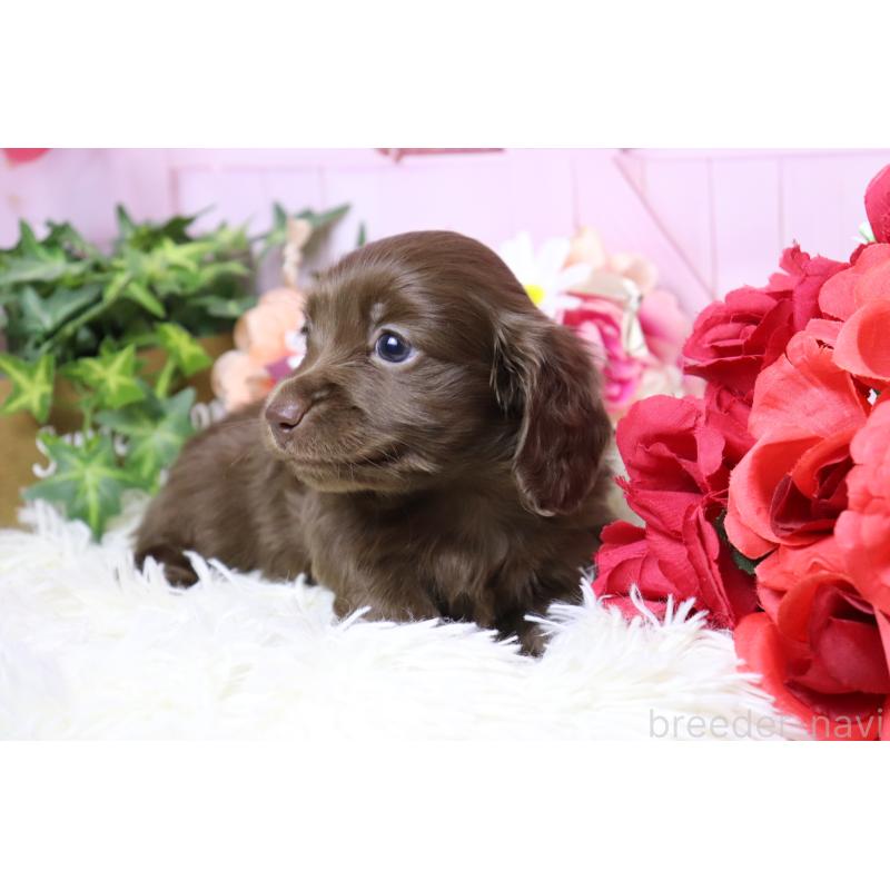 販売中の香川県のミニチュアダックスフンド(ロングヘアード)-452669の4枚目