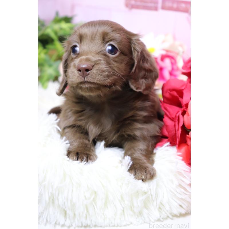 販売中の香川県のミニチュアダックスフンド(ロングヘアード)-452669の2枚目