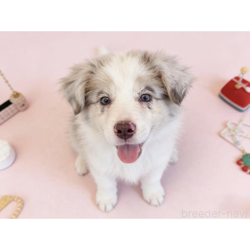 販売中の茨城県のボーダーコリー-448956