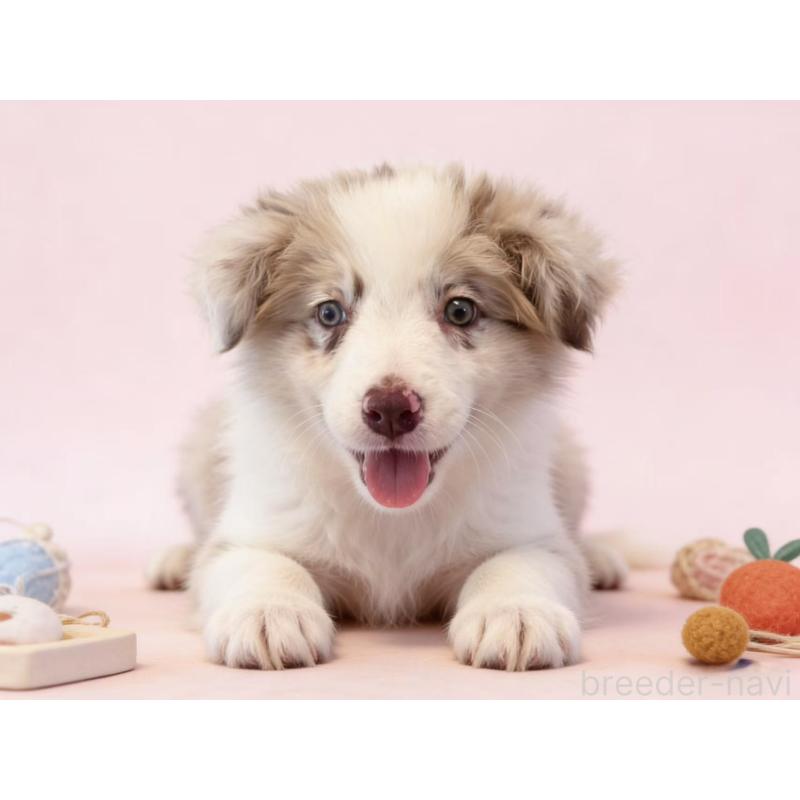 販売中の茨城県のボーダーコリー-448956の2枚目