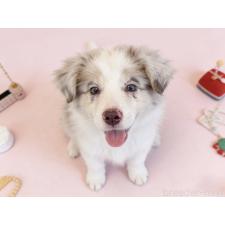 ♀︎ボーダーコリー