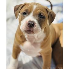 ♀︎アメリカンピットブルテリア