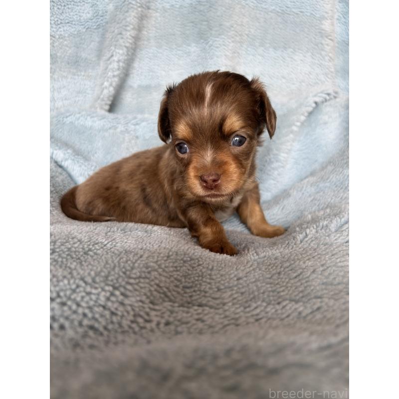 販売中の愛知県のチワックス:チワワ×ミニチュアダックスフンド-455152の4枚目