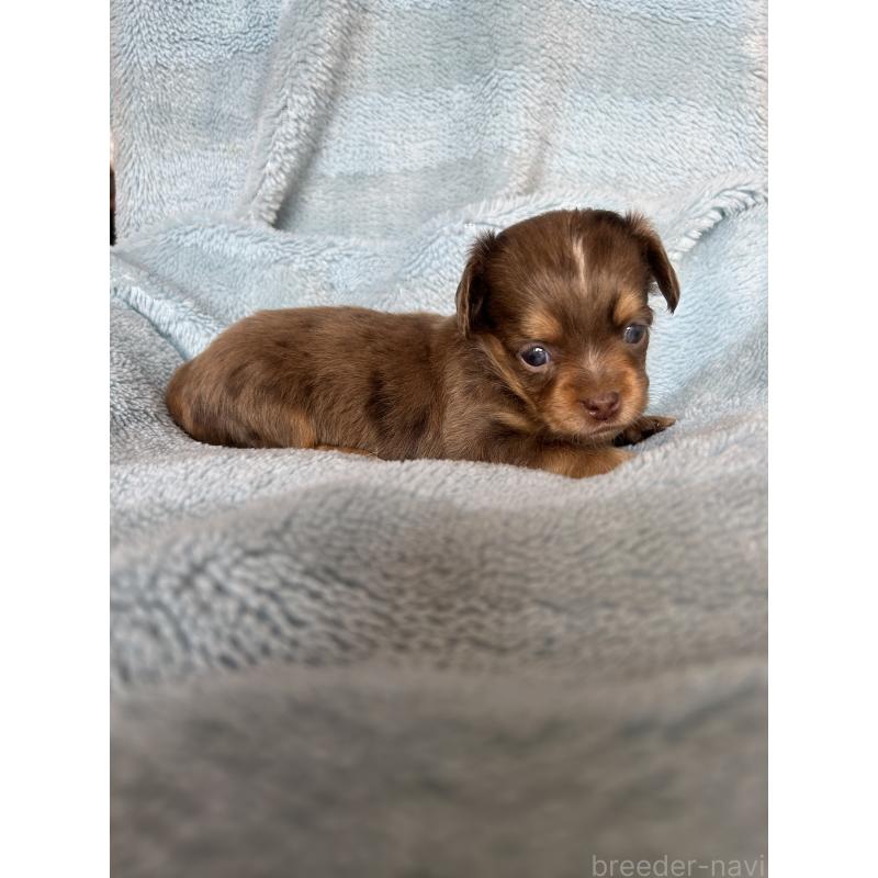 販売中の愛知県のチワックス:チワワ×ミニチュアダックスフンド-455152の3枚目