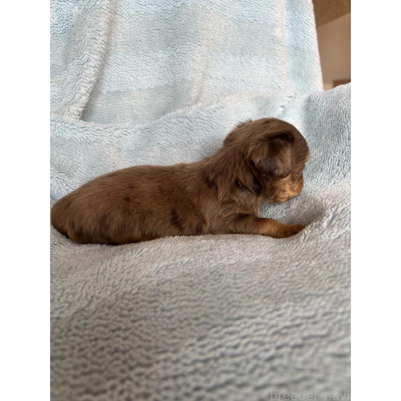 販売中の愛知県のチワックス:チワワ×ミニチュアダックスフンド-455152の2枚目