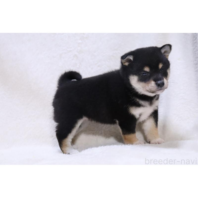 販売中の滋賀県の柴犬-455153の4枚目