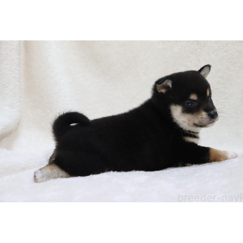 販売中の滋賀県の柴犬-455153の2枚目