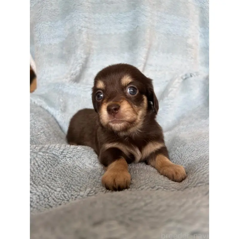 販売中の愛知県のチワックス:チワワ×ミニチュアダックスフンド-455154の5枚目