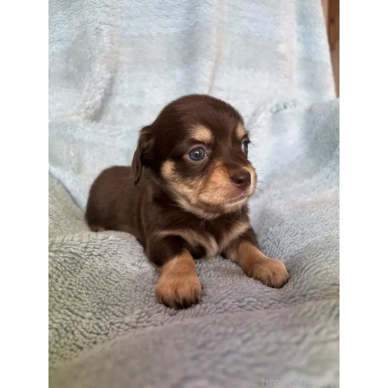 販売中の愛知県のチワックス:チワワ×ミニチュアダックスフンド-455154の4枚目