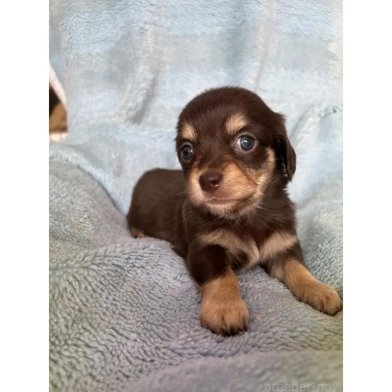 販売中の愛知県のチワックス:チワワ×ミニチュアダックスフンド-455154の3枚目