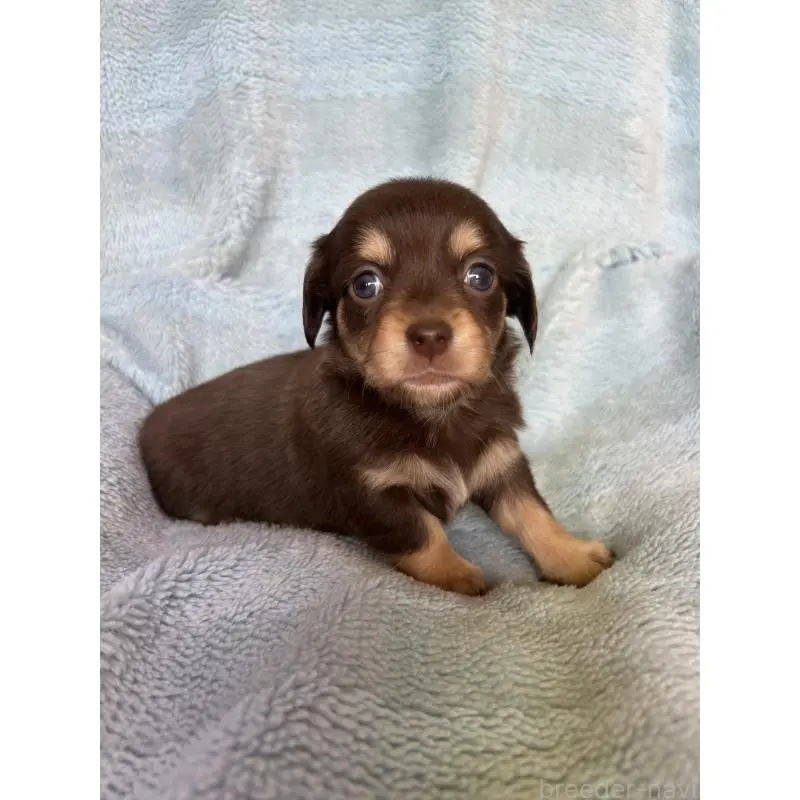 販売中の愛知県のチワックス:チワワ×ミニチュアダックスフンド-455154の2枚目