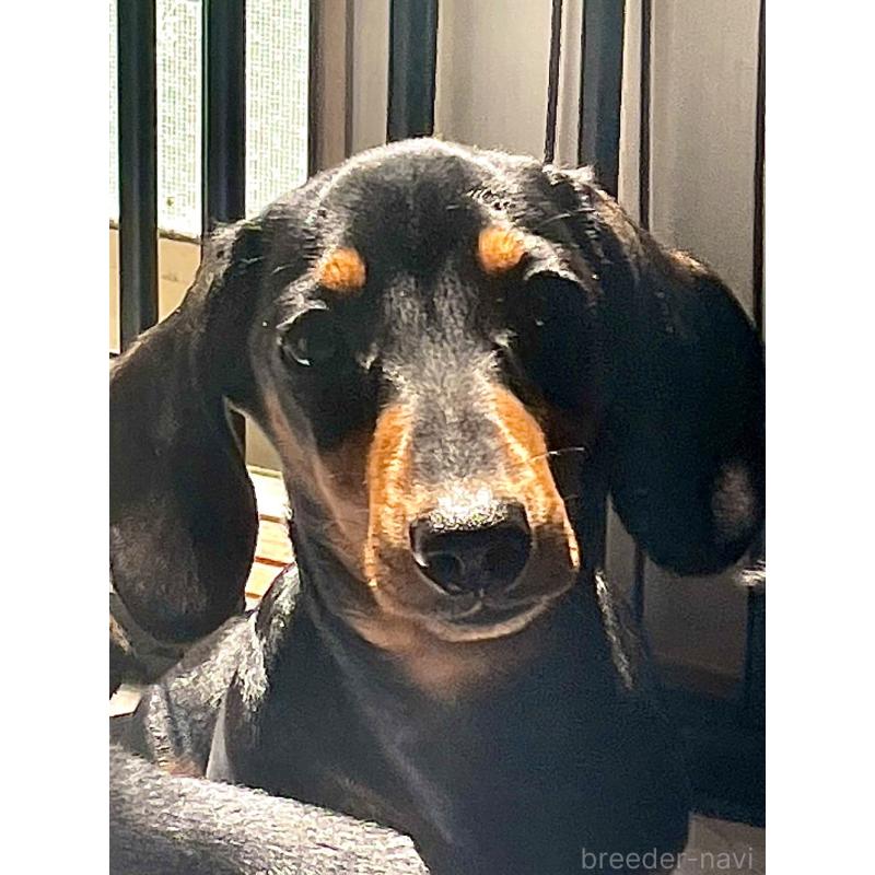 販売中の茨城県のミニチュアダックスフンド(スムースヘアード)-440537