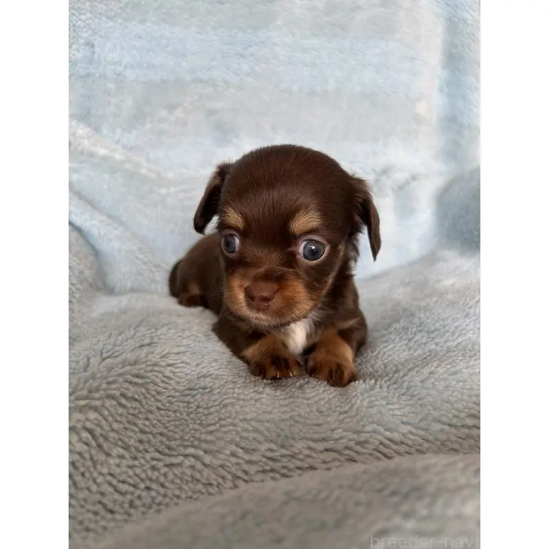 販売中の愛知県のチワックス:チワワ×ミニチュアダックスフンド-455155の4枚目