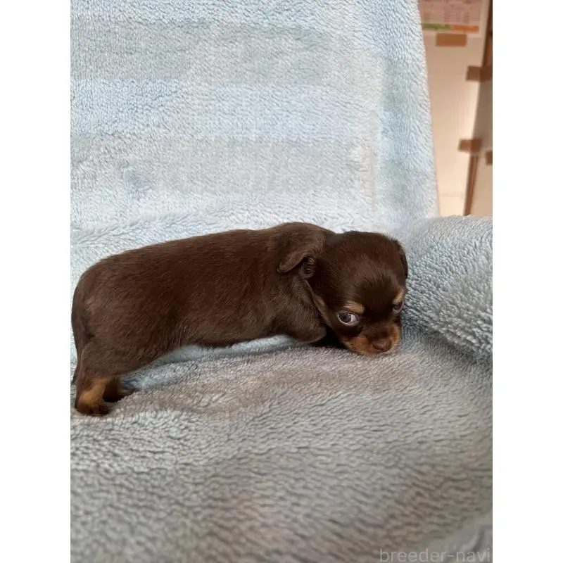 販売中の愛知県のチワックス:チワワ×ミニチュアダックスフンド-455155の3枚目