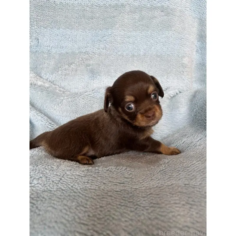 販売中の愛知県のチワックス:チワワ×ミニチュアダックスフンド-455155の2枚目