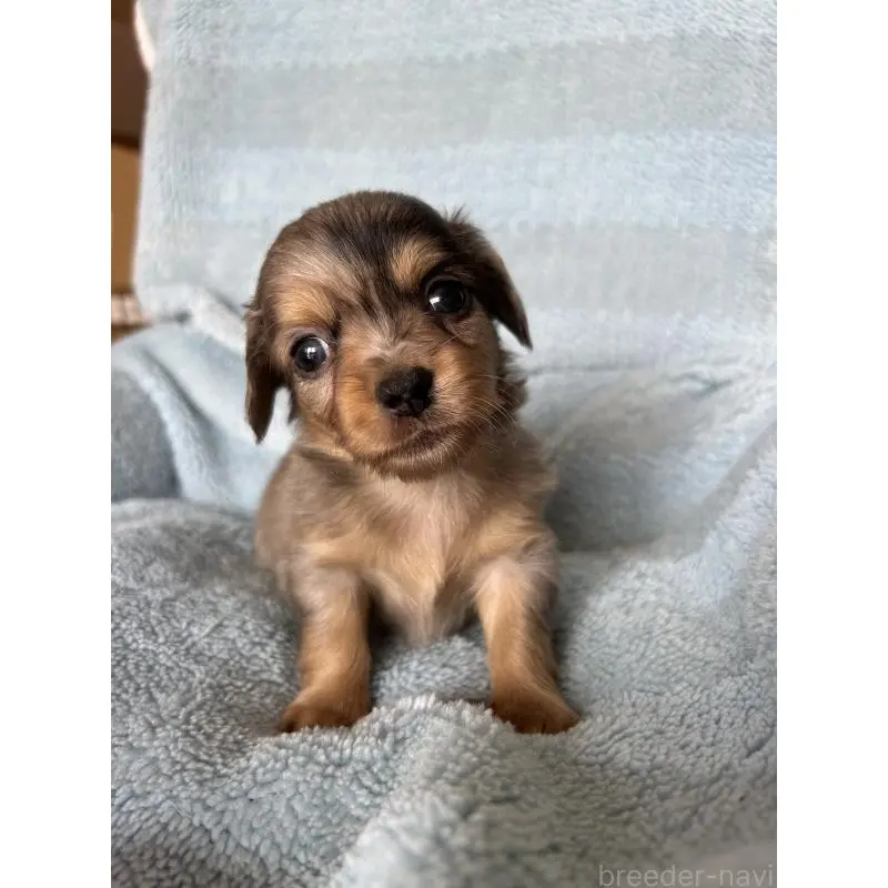 販売中の愛知県のチワックス:チワワ×ミニチュアダックスフンド-455157の4枚目