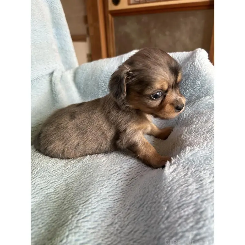 販売中の愛知県のチワックス:チワワ×ミニチュアダックスフンド-455157の3枚目