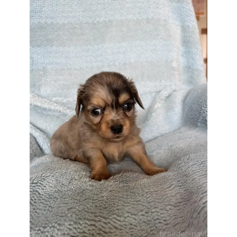 販売中の愛知県のチワックス:チワワ×ミニチュアダックスフンド-455157の2枚目