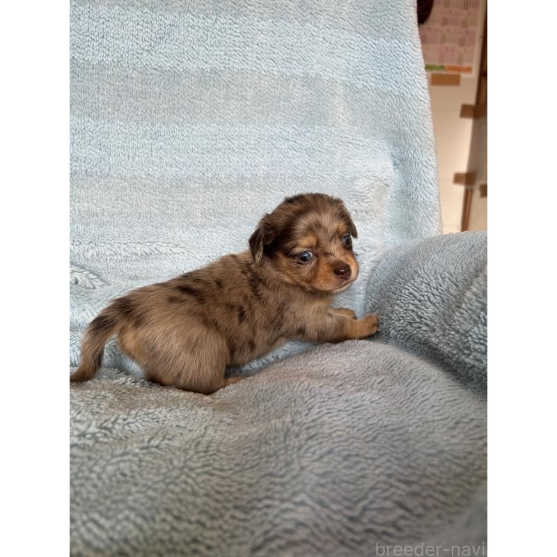 販売中の愛知県のチワックス:チワワ×ミニチュアダックスフンド-455159の6枚目