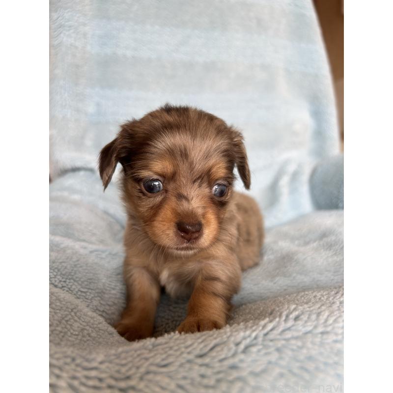 販売中の愛知県のチワックス:チワワ×ミニチュアダックスフンド-455159の5枚目