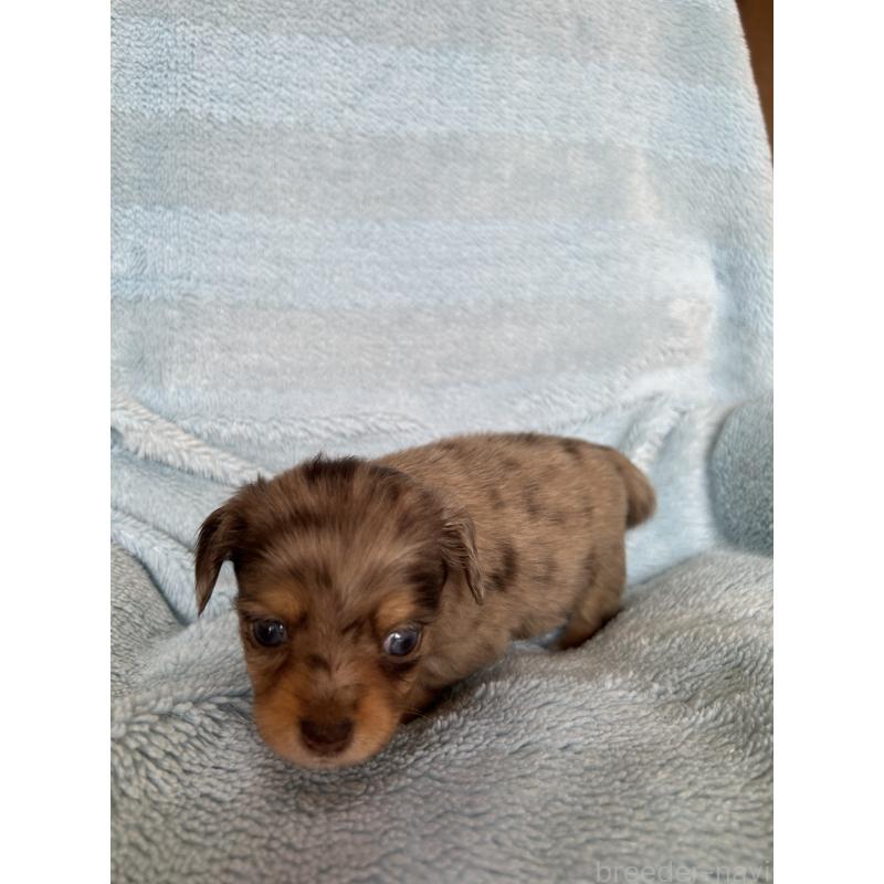 販売中の愛知県のチワックス:チワワ×ミニチュアダックスフンド-455159の4枚目