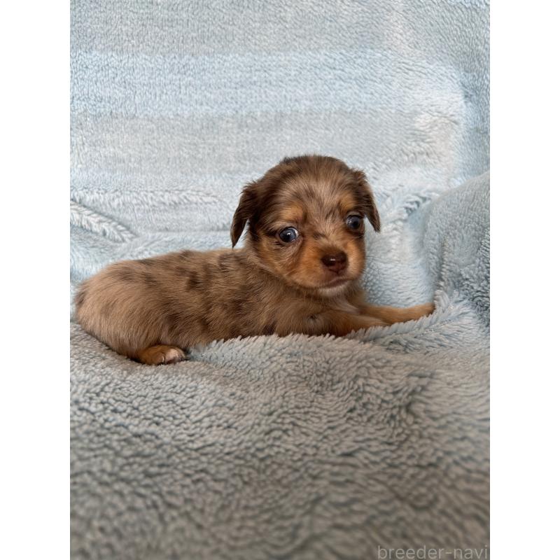 販売中の愛知県のチワックス:チワワ×ミニチュアダックスフンド-455159の3枚目