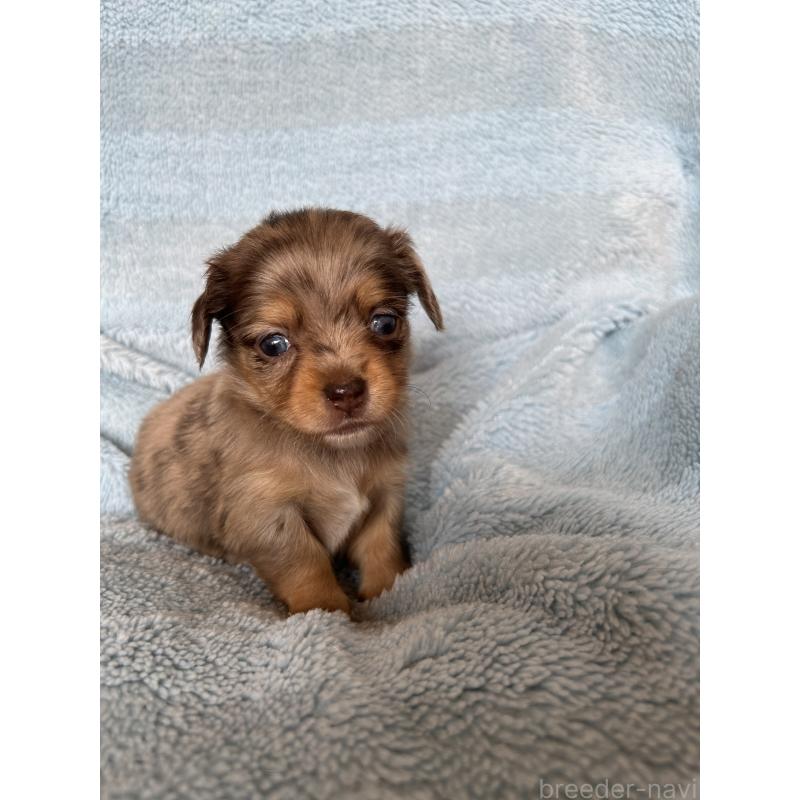 販売中の愛知県のチワックス:チワワ×ミニチュアダックスフンド-455159の2枚目