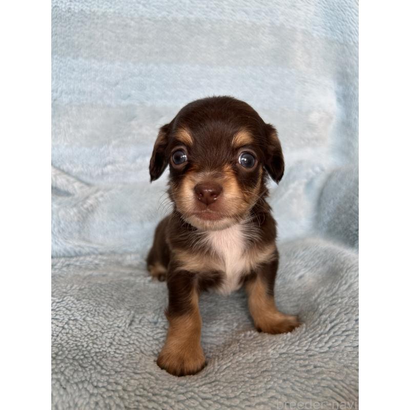販売中の愛知県のチワックス:チワワ×ミニチュアダックスフンド-455163