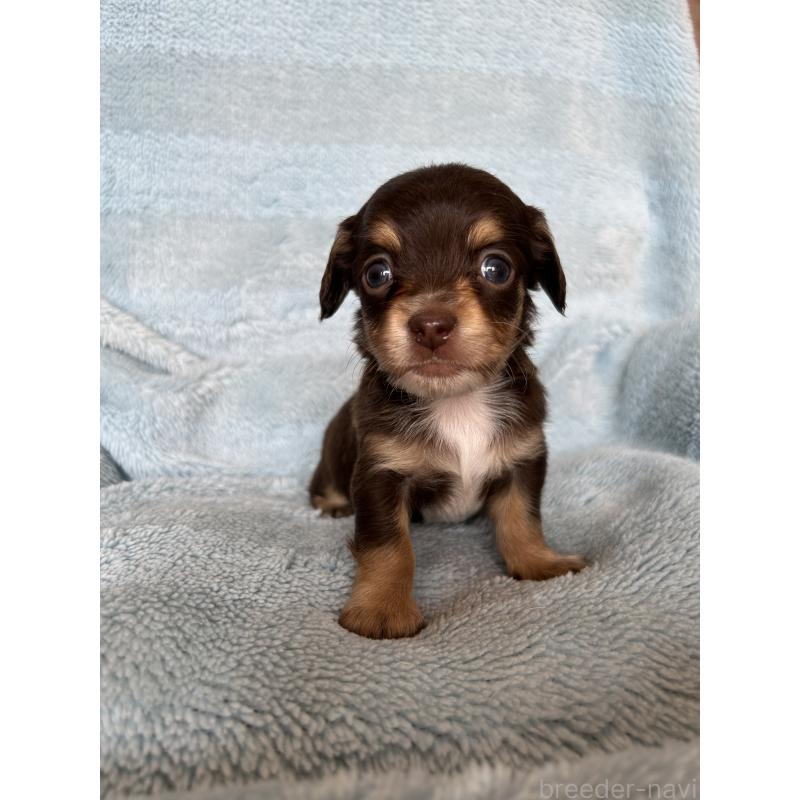 販売中の愛知県のチワックス:チワワ×ミニチュアダックスフンド-455163の6枚目