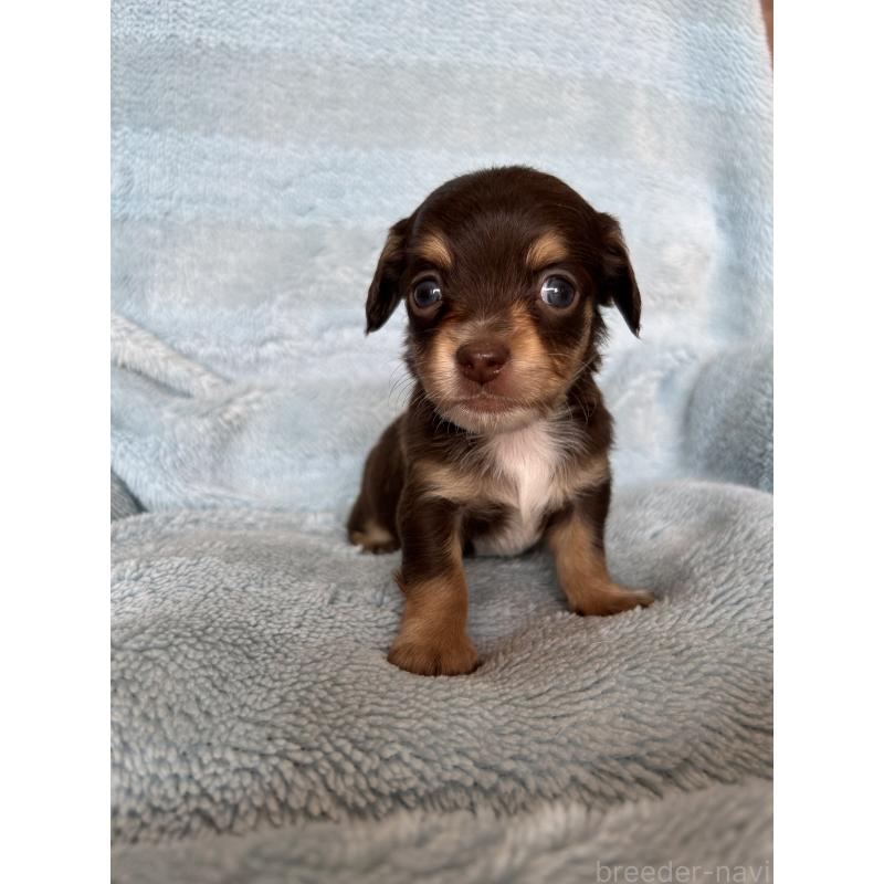 販売中の愛知県のチワックス:チワワ×ミニチュアダックスフンド-455163の5枚目