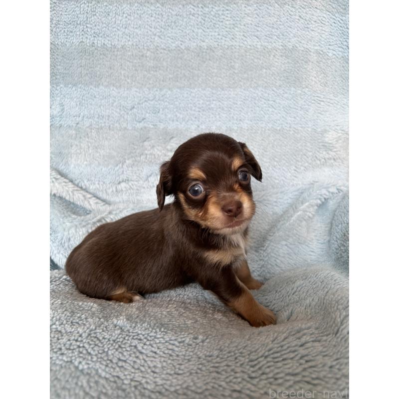 販売中の愛知県のチワックス:チワワ×ミニチュアダックスフンド-455163の3枚目