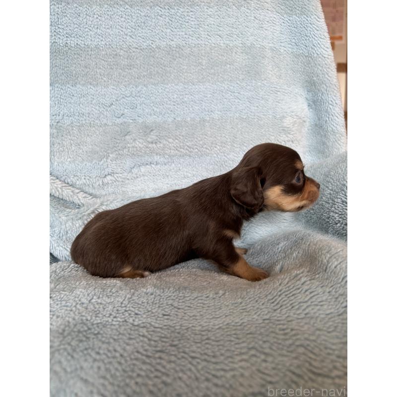 販売中の愛知県のチワックス:チワワ×ミニチュアダックスフンド-455163の2枚目