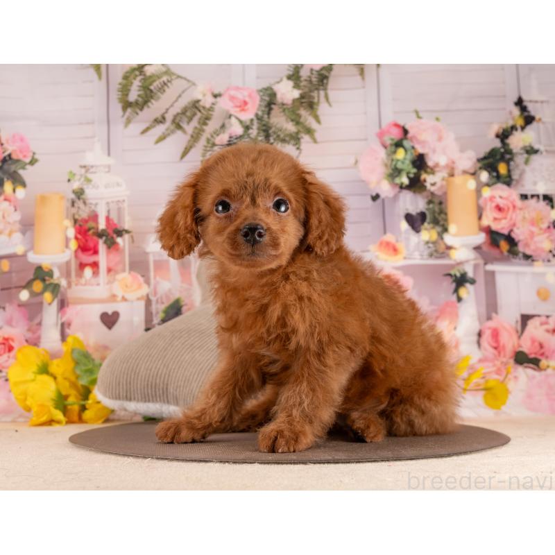 販売中の愛知県のトイプードル-455176の6枚目