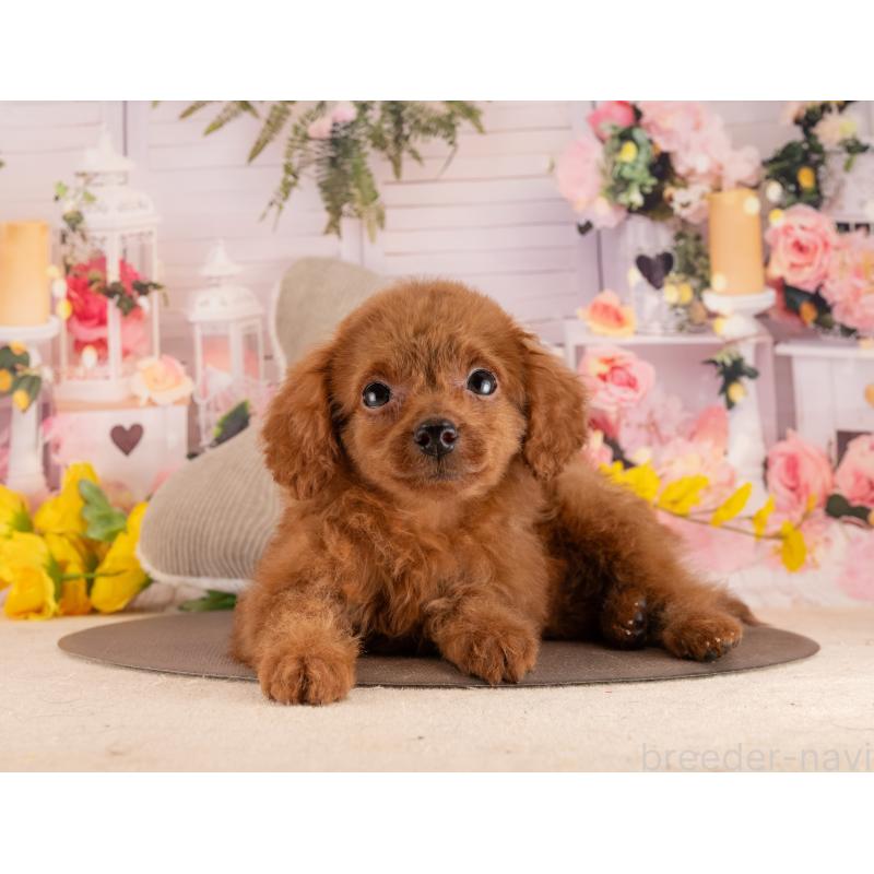 販売中の愛知県のトイプードル-455176の4枚目