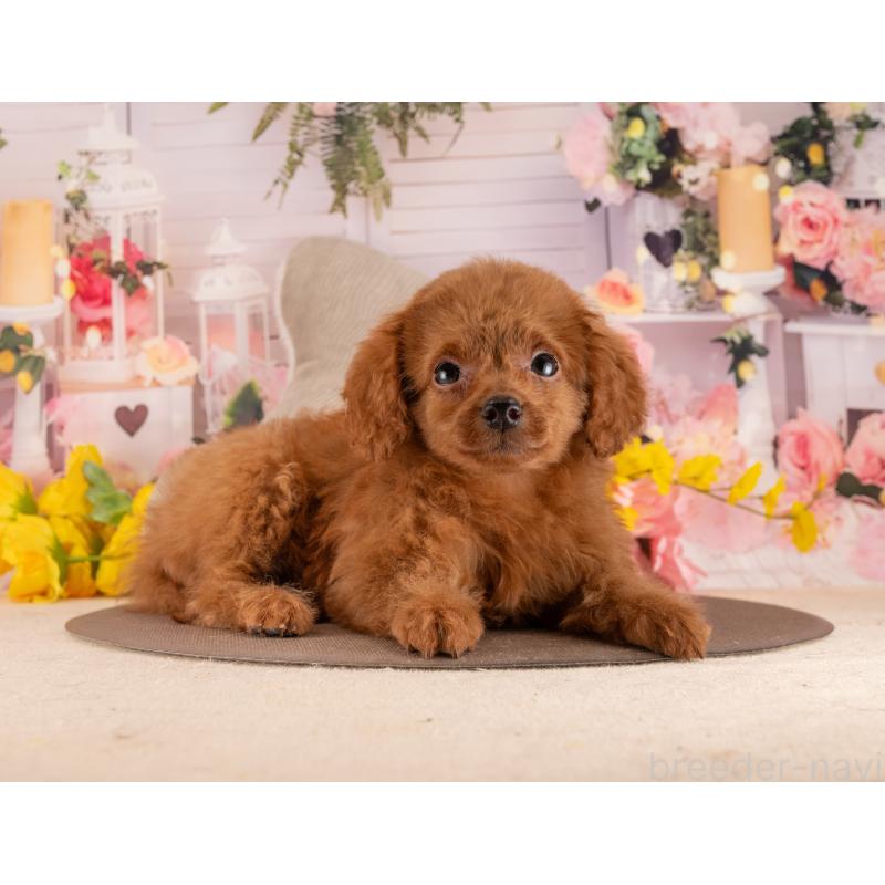 販売中の愛知県のトイプードル-455176の3枚目