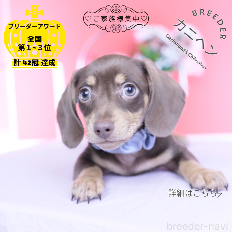 販売中の愛知県のカニンヘンダックスフンド(スムースヘアード)-449442