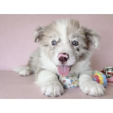 ♀︎ボーダーコリー