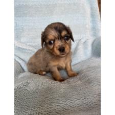 ♀︎チワックス:チワワ×ミニチュアダックスフンド