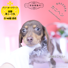 ♀︎カニンヘンダックスフンド(スムースヘアード)