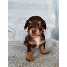 オンライン見学