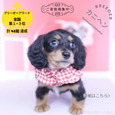 ♀︎カニンヘンダックスフンド(ロングヘアード)