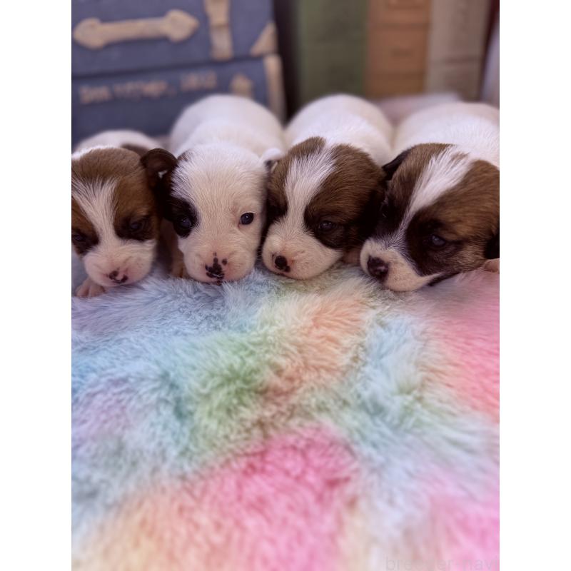 販売中の宮崎県のジャックラッセルテリア-455165の7枚目