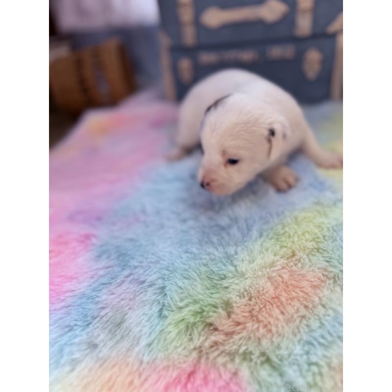 販売中の宮崎県のジャックラッセルテリア-455165の4枚目