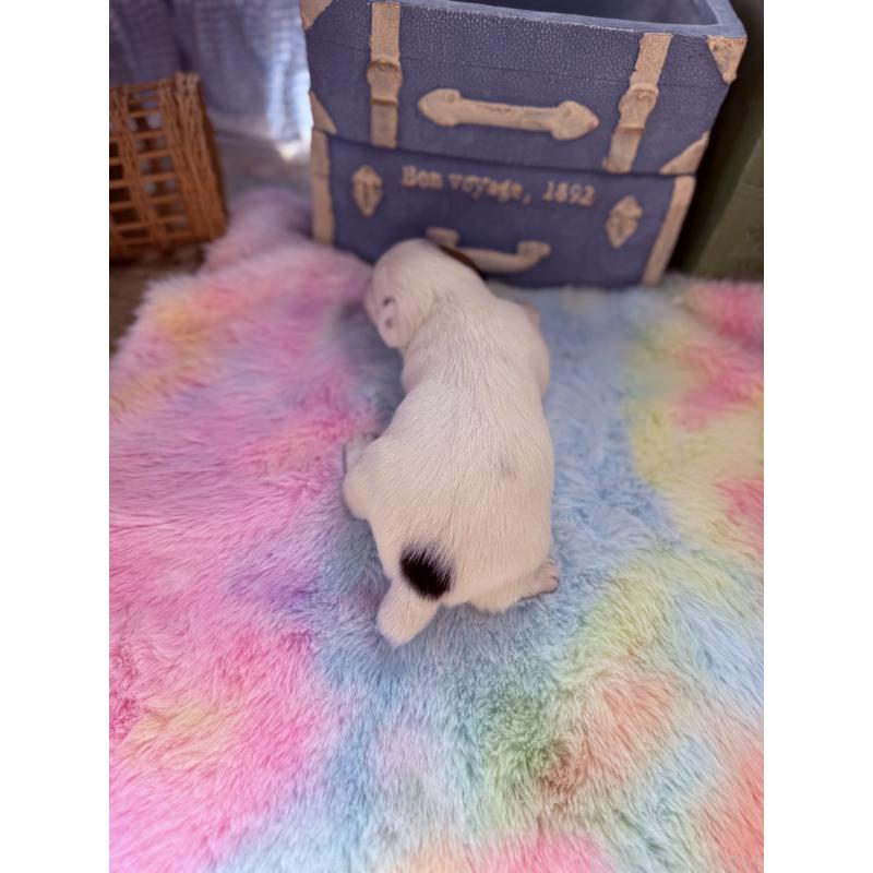 販売中の宮崎県のジャックラッセルテリア-455165の3枚目